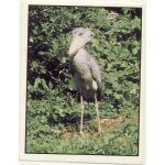 Autocollant panini - wwf - animaux a sauver - n 134 echassier