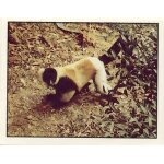 Autocollant panini - wwf - animaux a sauver - n 148 singe noir et blanc