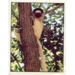 Autocollant panini - wwf - animaux a sauver - n 150 singe