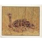 Autocollant panini - wwf - animaux a sauver - n 190 oiseau de savane