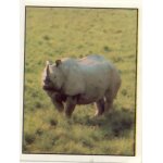 Autocollant panini - wwf - animaux a sauver - n 202 rhinoc�ros