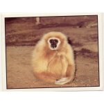 Autocollant panini - wwf - animaux a sauver - n 205 singe