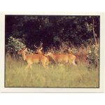 Autocollant panini - wwf - animaux a sauver - n 217 cerf