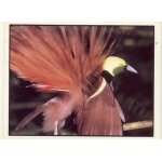 Autocollant panini - wwf - animaux a sauver - n 224 oiseau rose