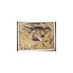 Autocollant panini - wwf - animaux a sauver - n 25 serpent