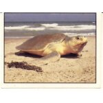 Autocollant panini - wwf - animaux a sauver - n 272 tortue luth