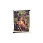 Autocollant panini - wwf - animaux a sauver - n 70 singe at�le