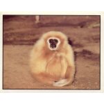 Autocollant panini - wwf - animaux a sauver - n singe gibbon