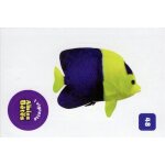 Autocollant sticker image spa, nos amies les b�tes : 48 - poisson ange / cora match 2024