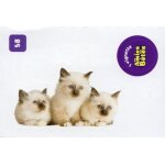 Autocollant sticker image spa, nos amies les b�tes : 58 - chat birman / cora match 2024