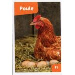 Autocollant sticker image spa, nos amies les btes : 91 - ferme poule / cora match 2024