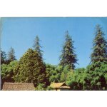 Bambouseraie de prafrance a anduze (gard) s�auo�as et bambous g�ants