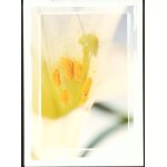 Beaut� des fleurs par yves rocher, pistils jaune