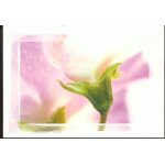 Beaut� des fleurs par yves rocher, fleur rose