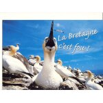 Bretagne : il n'est bon bec qu'en bretagne (ref 9911805377) photo erwan balanca