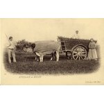 C'était la france : attelage de boeufs (ref 39) C'était la france : attelage de boeufs (ref 39)