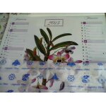 Calendrier publicitaire 2015 ¿ dessins en couleurs de plantes mdicinales - cadeau commercial pharmaceutique ...