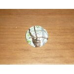 Capsule de champagne Capsule de champagne