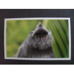 Carte auchan jungle mania n 159 semnopith�que a coiffe