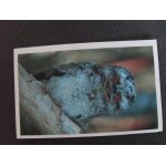 Carte auchan jungle mania n 181 ibijau * * * sticker sp�cial * * *