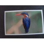 Carte auchan jungle mania n 76 martin p�cheur