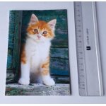 Carte double avec un beau chaton soyeux roux et blanc tr�s eveill� sur un fond de palissade - 11x15. ...