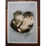 Carte postale 2 chatons dans du tulle