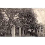 Carte postale ancienne, france, finist�re ( 29 ), roscoff, le figuier s�culaire