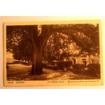 Carte postale ancienne indre et loire loches le chateau royal marronier plante par francois 1 er