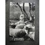 Carte postale ancienne non ecrite 1951. jeune berg�re corfou