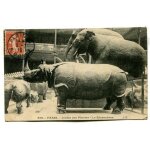 Carte postale ancienne - le rhinoc�ros - jardin des plantes - paris