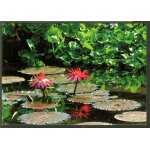 Carte postale bambuseraie de prafrance, 30140 generagues, anduze, n�nuphar exotique