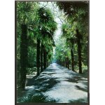 Carte postale bambuseraie de prafrance, 30140 generargues anduze, all�e de palmiers : trachycarpus excelsa ...