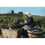 Carte postale de champagne sur les vendanges / m�tier *