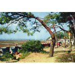 Carte postale couleur n 802 ronce les bains - la plage de la cepe -