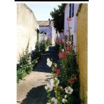 Carte postale de l' ile de ré (charente maritime) le bois plage en ré : venelle fleurie de roses trémières ... Carte postale de l' ile de ré (charente maritime) le bois plage en ré : venelle fleurie de roses trémières ...