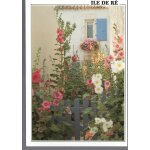 Carte postale de l' ile de ré (charente maritime) jardin fleuri de roses trémières au bois - plage Carte postale de l' ile de ré (charente maritime) jardin fleuri de roses trémières au bois - plage