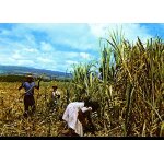 Carte postale de l' ile de la r�union : coupeurs de cannes a sucre