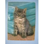Carte postale jeune chat angora gris tigr