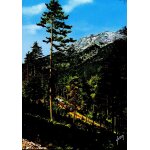 Carte postale du monte d'oro (corse) ligne de chemin de fer