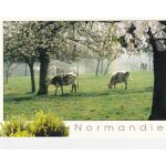 Carte postale / / normandie, pommiers et vaches