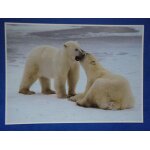 Carte postale:ours polaires moments de tendresse,  north am�rican wildlife