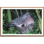 Carte postale - pigeons ramier - parc animalier la dame blanche - saint - julien - de - mailloc - calvados ...