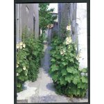 Carte postale - la ruelle aux roses trémières - ile de ré - charente - maritime - 17 Carte postale - la ruelle aux roses trémières - ile de ré - charente - maritime - 17