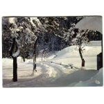 Carte postale -   verger sous la neige