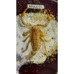 Cendrier avec un scorpion a l'intrieur transparent et marron avec paillettes dores brasil sao paulo ...