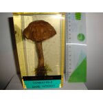 Champignon sous rsine: bolet rude