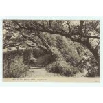 Charente - maritime saint palais sur mer 100. les yeuses carte postale tree postcard cartolina tarjeta ...