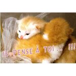Chat - je pense a toi . . . !!!