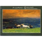 Chevaux : j'ai voyag longtemps, j'ai mme rencontr des coursiers d'autres temps (photo peuriot) (ref ...